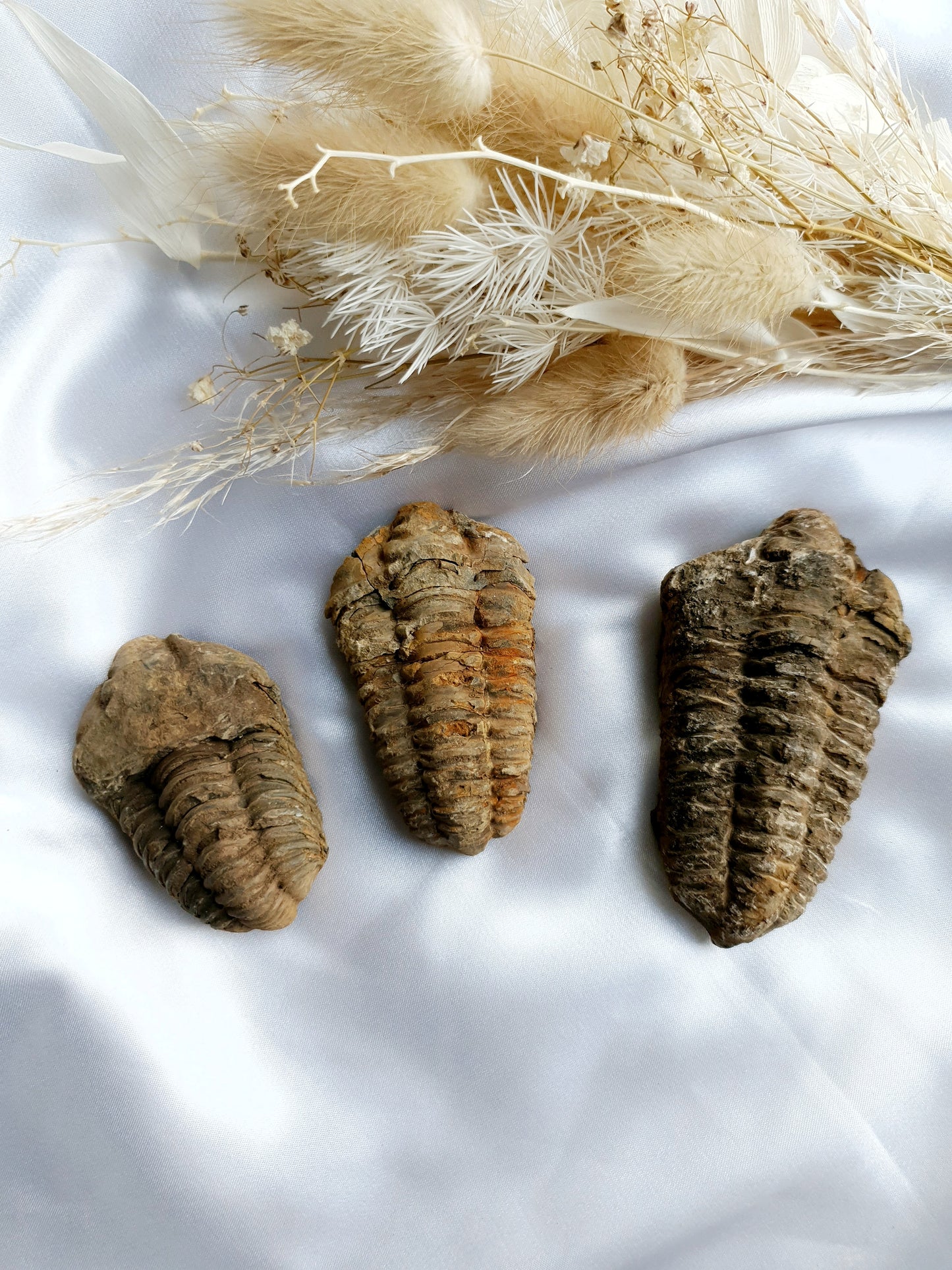 Trilobites