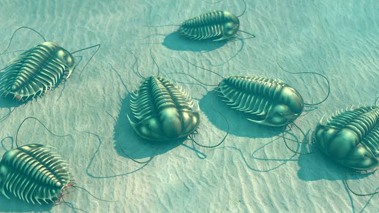 Trilobites